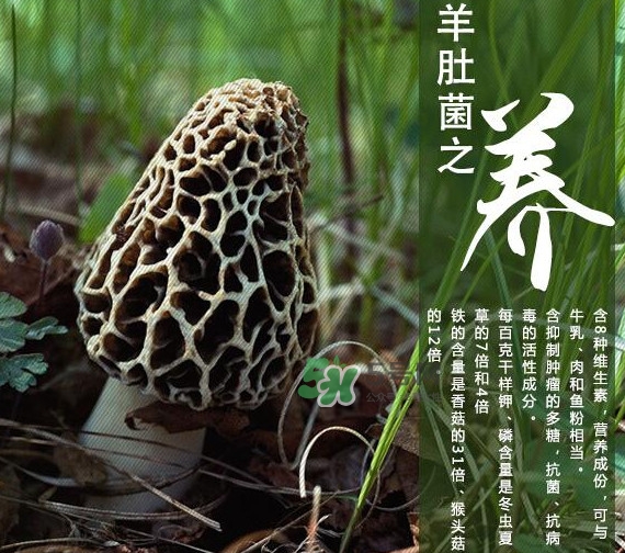 如何識(shí)別羊肚菌真假？買(mǎi)羊肚菌怎么挑選