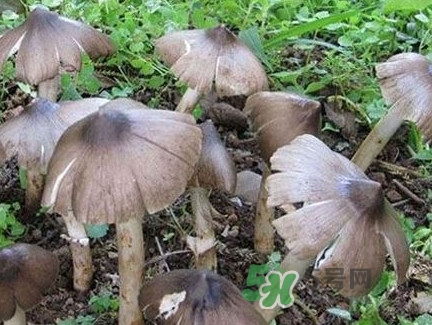 雞樅菌什么時候有？雞樅菌生長在什么地方