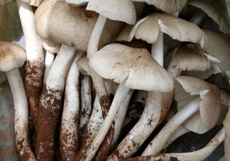 雞樅菌什么時(shí)候有？雞樅菌生長(zhǎng)在什么地方