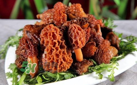 羊肚菌生長在什么地方？羊肚菌同什么煲湯最好
