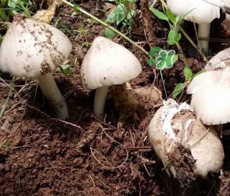 雞樅菌怎么保存？雞樅菌可以放冰箱嗎？