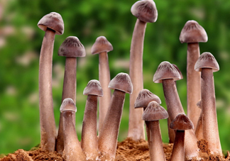 雞樅菌為什么那么貴？雞樅菌為什么離不開白螞蟻