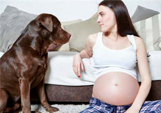 狗對孕婦的危害有哪些？狗對孕婦有影響嗎？