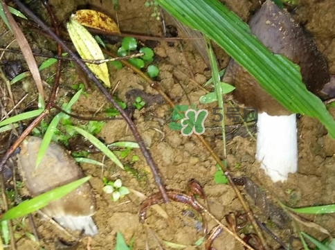 雞樅菌可以人工種植嗎？怎么人工種植雞樅菌