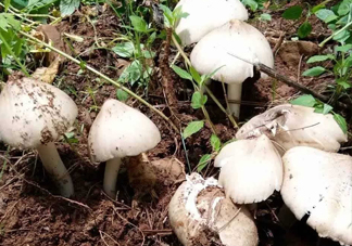 雞樅菌怎么保存？雞樅菌可以放冰箱嗎？