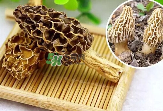 羊肚菌怎么清洗？羊肚菌怎么保存