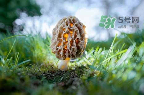 羊肚菌可以泡茶喝嗎？羊肚菌可以生吃嗎