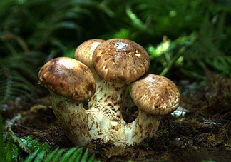 干松茸多少錢一斤？野生松茸多少錢一斤？