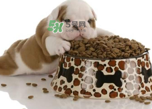 三伏天狗狗不吃飯怎么辦？三伏天狗狗不吃飯怎么回事？