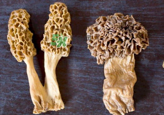 羊肚菌有假的嗎？野生羊肚菌有幾種？