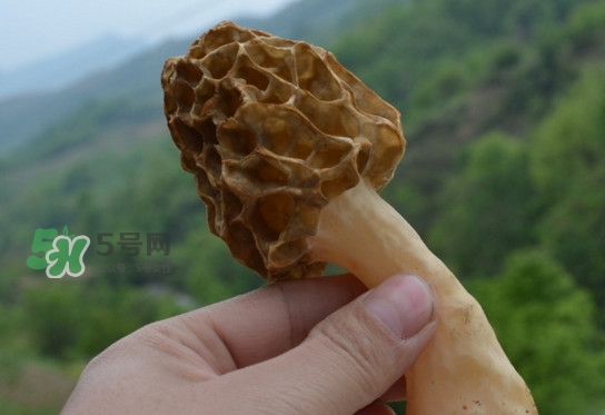 羊肚菌可以泡水喝嗎？羊肚菌可以燉鴿子嗎