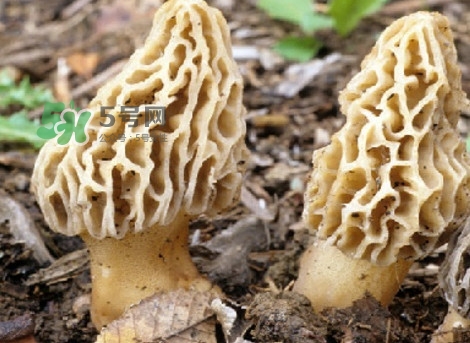 羊肚菌可以泡茶喝嗎？羊肚菌可以生吃嗎