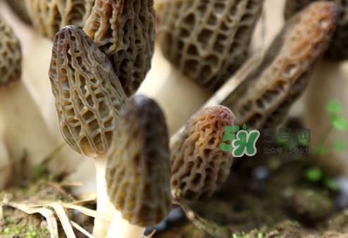 羊肚菌能泡酒嗎？羊肚菌可以炒著吃嗎？