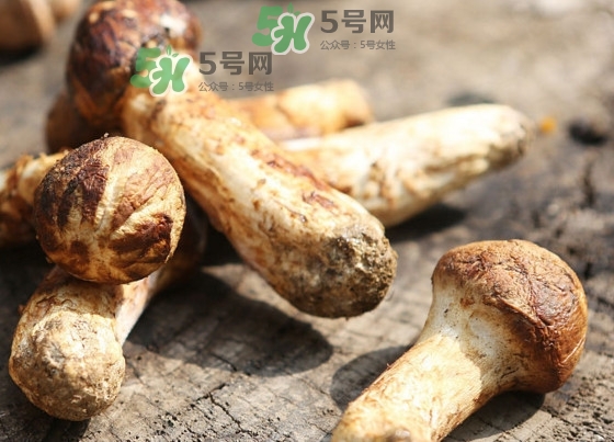 干松茸多少錢一斤？野生松茸多少錢一斤？