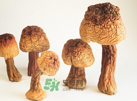 松茸是發(fā)物嗎？松茸是熱性還是涼性？