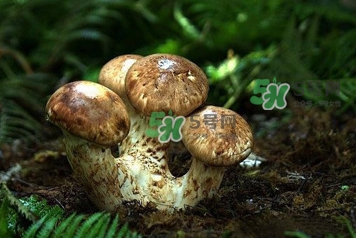 干松茸多少錢一斤？野生松茸多少錢一斤？