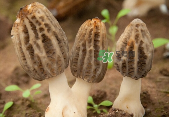 羊肚菌有假的嗎？野生羊肚菌有幾種？