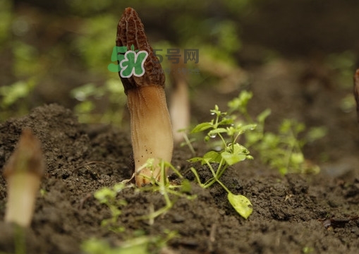 孕婦可以吃羊肚菌嗎？什么人不能吃羊肚菌