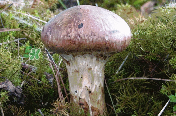 松茸是發(fā)物嗎？松茸是熱性還是涼性？