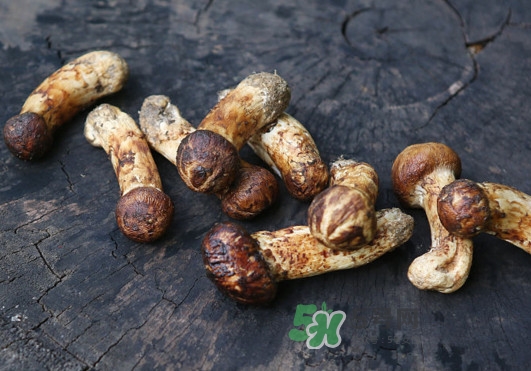 新鮮松茸怎么吃？松茸怎么吃最有營(yíng)養(yǎng)