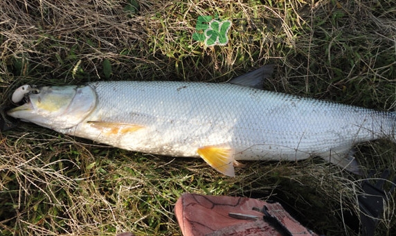 釣鳡魚用什么路亞竿好？路亞鳡魚用什么餌好