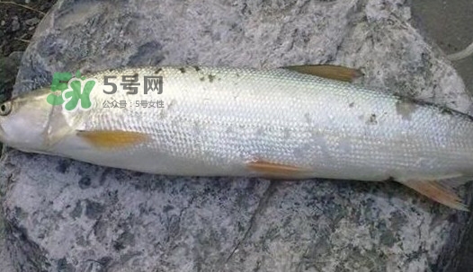 鳡魚好吃嗎？鳡魚刺多嗎