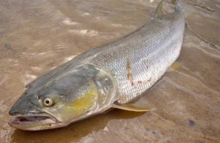 鳡魚吃什么？翹嘴魚和鳡魚有什么區(qū)別