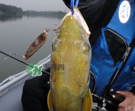 鳡魚(yú)是什么魚(yú)？鳡魚(yú)是淡水魚(yú)嗎