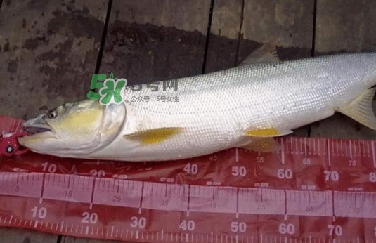 一般鳡魚能長到多大？鳡魚與假鳡魚怎么區(qū)分