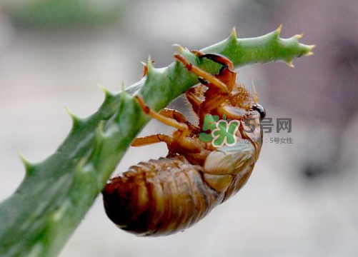 金蟬怎么保存一夜不死？怎樣保存一夜金蟬不死？