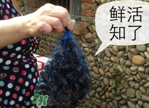 金蟬怎么保存一夜不死？怎樣保存一夜金蟬不死？