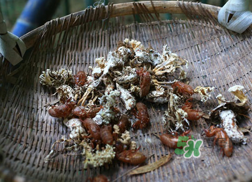金蟬花可以放在冰箱嗎？新鮮金蟬花怎么保存？