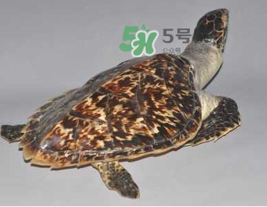 玳瑁龜好養(yǎng)嗎？養(yǎng)玳瑁龜違法嗎