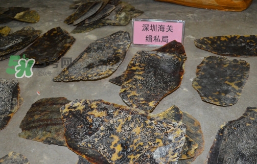 玳瑁標本有收藏價值嗎？玳瑁的功效與作用