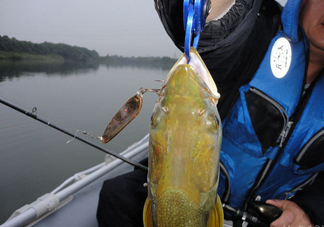 鳡魚好吃嗎？鳡魚刺多嗎
