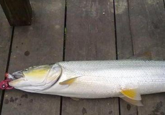 釣鳡魚用什么路亞竿好？路亞鳡魚用什么餌好