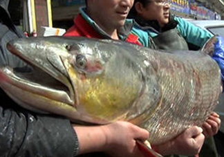 鳡魚是什么魚？鳡魚是淡水魚嗎