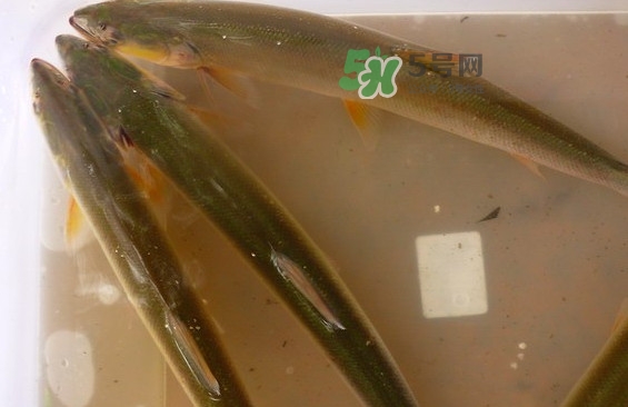 鳡魚怎么做好吃？鳡魚有天敵嗎