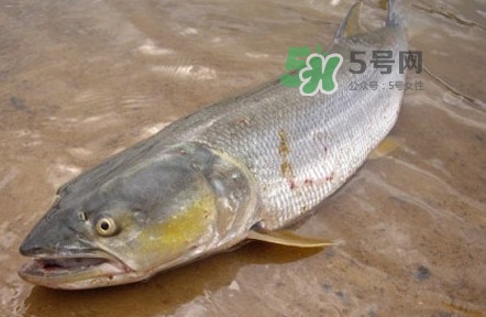 鳡魚(yú)是什么魚(yú)？鳡魚(yú)是淡水魚(yú)嗎