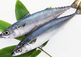 鳡魚吃什么？翹嘴魚和鳡魚有什么區(qū)別