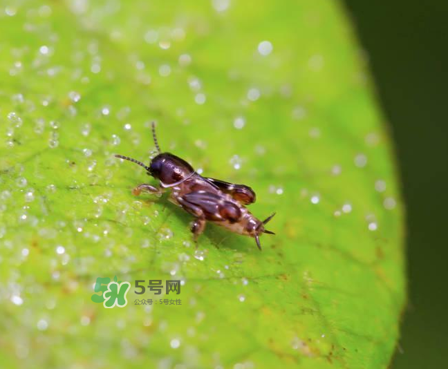 跳蚤會寄生在人身上嗎？跳蚤會在人身上存活嗎？