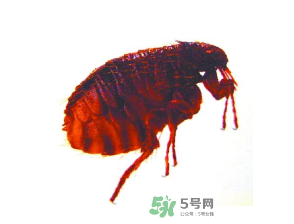 跳蚤會(huì)飛嗎？跳蚤會(huì)咬人嗎？