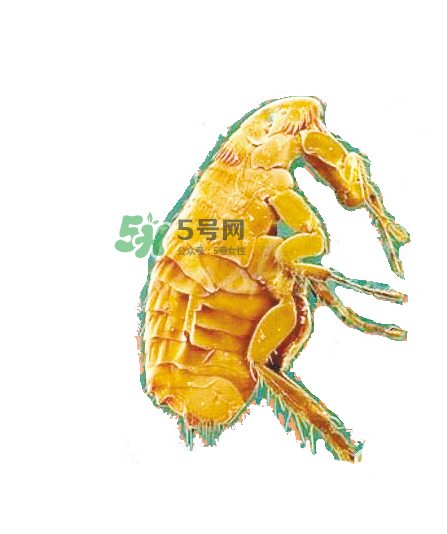 跳蚤會(huì)飛嗎？跳蚤會(huì)咬人嗎？