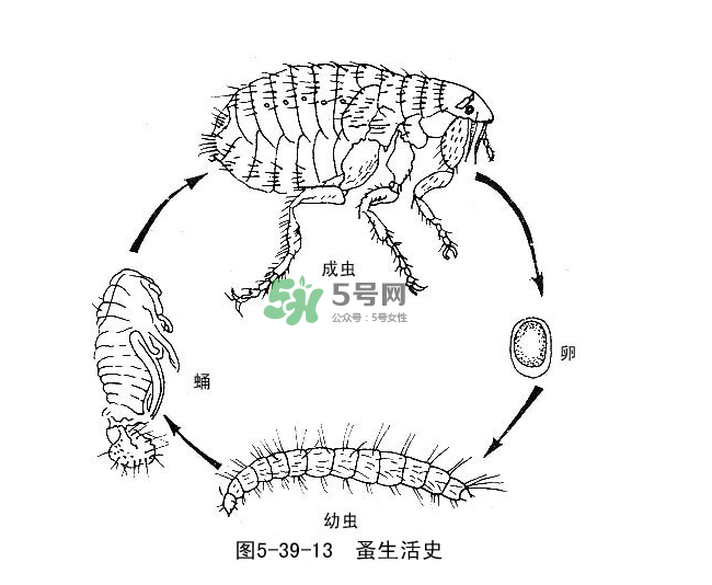 跳蚤會(huì)飛嗎？跳蚤會(huì)咬人嗎？