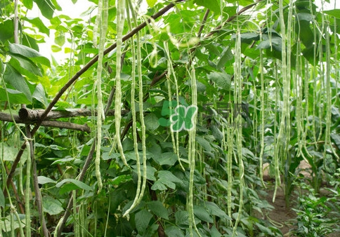 豇豆是什么樣的？豇豆是長豆角嗎？