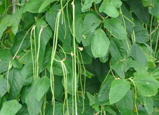 缸豆幾月份種？缸豆什么時(shí)候播種？