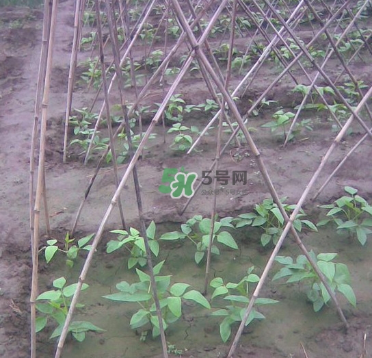 缸豆什么時(shí)候搭架？缸豆要怎樣搭架子