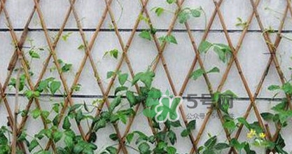 缸豆什么時(shí)候搭架？缸豆要怎樣搭架子