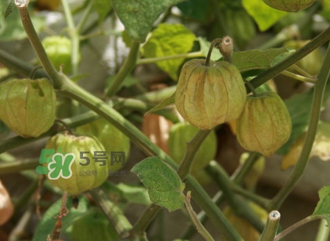 黃菇娘幾月種植？黃菇娘的種植注意事項(xiàng)