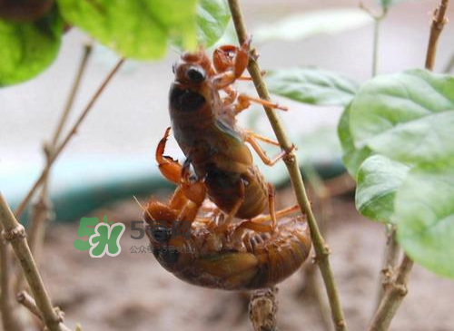 金蟬為什么這么貴？野生金蟬和養(yǎng)殖金蟬的區(qū)別